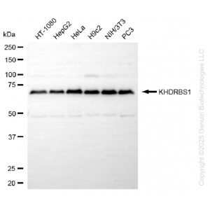 KD-Validated KHDRBS1 Rabbit mAb (20 μl)