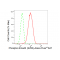 KD-Validated Phospho-Smad2 (S250) Rabbit mAb (20 μl)