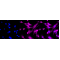 KD-Validated Phospho-Smad2 (S250) Rabbit mAb (20 μl)