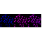 KD-Validated SMARCC1 Rabbit mAb (20 μl)