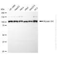 KD-Validated MYO19 Rabbit mAb (20 μl)