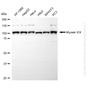 KD-Validated MYO19 Rabbit mAb (20 μl)