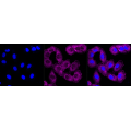 KD-Validated SPINK5 Rabbit mAb (20 μl)