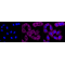 KD-Validated SPINK5 Rabbit mAb (20 μl)