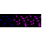 KD-Validated STAT1 Rabbit mAb (20 μl)