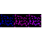 KD-Validated Phospho-STAT1 (S727) Rabbit mAb (20 μl)