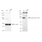 KD-Validated Phospho-STAT1 (S727) Rabbit mAb (20 μl)