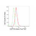 KD-Validated SUPT5H Rabbit mAb (20 μl)