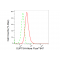 KD-Validated SUPT5H Rabbit mAb (20 μl)