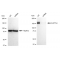 KD-Validated SUPT5H Rabbit mAb (20 μl)
