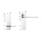 KD-Validated TRIM24 Rabbit mAb (20 μl)