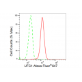 KD-Validated UFC1 Rabbit mAb (20 μl)