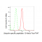 KD-Validated USP13 Rabbit mAb (20 μl)