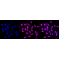 KD-Validated USP13 Rabbit mAb (20 μl)