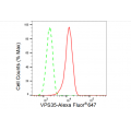 KD-Validated VPS35 Rabbit mAb (20 μl)