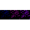 KD-Validated CD147 Rabbit mAb (20 μl)