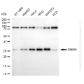 KD-Validated GMNN Rabbit mAb (20 μl)
