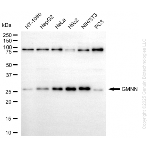 KD-Validated GMNN Rabbit mAb (20 μl)