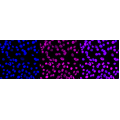 KD-Validated ZHX2 Rabbit mAb (20 μl)