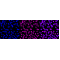 KD-Validated ZHX2 Rabbit mAb (20 μl)
