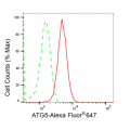 KD-Validated ATG5 Rabbit mAb (20 μl)