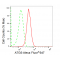 KD-Validated ATG5 Rabbit mAb (20 μl)