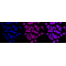 KD-Validated ATG5 Rabbit mAb (20 μl)