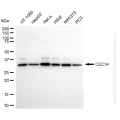 KD-Validated CDC34 Rabbit mAb (20 μl)