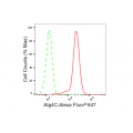 KD-Validated Atg4C Rabbit mAb (20 μl)