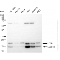 KD-Validated MAP1LC3B Rabbit mAb (20 μl)