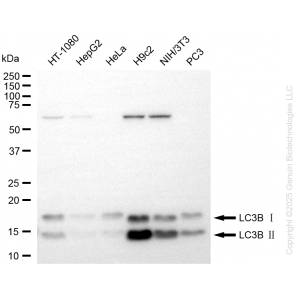 KD-Validated MAP1LC3B Rabbit mAb (20 μl)
