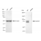 KD-Validated Cullin4A Rabbit mAb (20 μl)