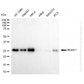 KD-Validated RCHY1 Rabbit mAb (20 μl)