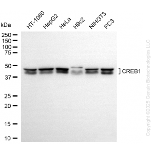 KD-Validated CREB1 Rabbit mAb (20 μl)