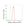 KD-Validated CASP2 Rabbit mAb (20 μl)
