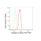 KD-Validated CASP2 Rabbit mAb (20 μl)