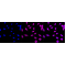 KD-Validated CASP2 Rabbit mAb (20 μl)