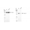 KD-Validated CASP2 Rabbit mAb (20 μl)