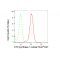 KD-Validated CTPS1 Rabbit mAb (20 μl)