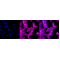 KD-Validated CTPS1 Rabbit mAb (20 μl)