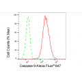 KD-Validated CASP9 Rabbit mAb (20 μl)