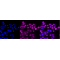 KD-Validated CASP9 Rabbit mAb (20 μl)