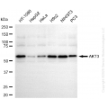 KD-Validated AKT3 Mouse mAb (20 μl)