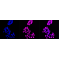 KD-Validated Histone H3 (acetyl K56) Rabbit mAb (20 μl)