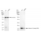 KD-Validated Histone H3 (acetyl K56) Rabbit mAb (20 μl)
