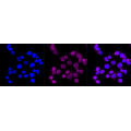 KD-Validated CST3 Rabbit mAb (20 μl)