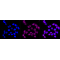 KD-Validated CST3 Rabbit mAb (20 μl)