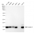 KD-Validated CST3 Rabbit mAb (20 μl)