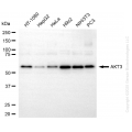 KD-Validated AKT3 Mouse mAb (20 μl)