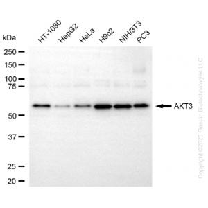KD-Validated AKT3 Mouse mAb (20 μl)